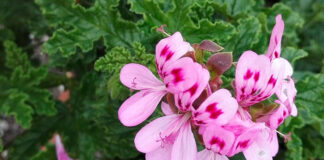Flores de Pelargonium quercifolium