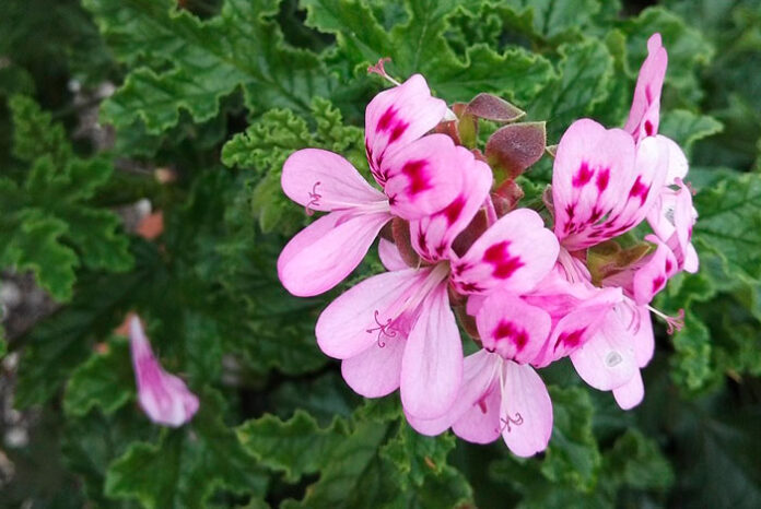 Flores de Pelargonium quercifolium