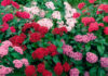 Flores de Pentas lanceolata