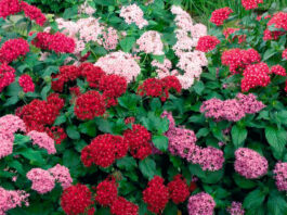 Flores de Pentas lanceolata