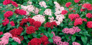 Flores de Pentas lanceolata
