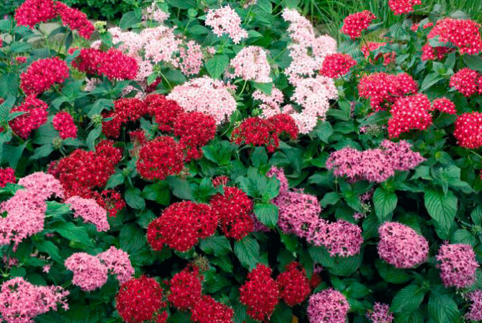 Flores de Pentas lanceolata