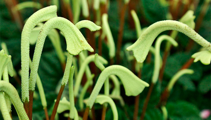 Flores de Peperomia caperata