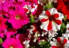Flores de petunia grandiflora