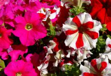 Flores de petunia grandiflora