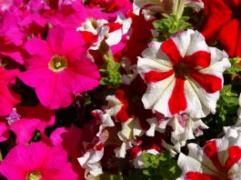 Flores de petunia grandiflora