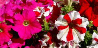Flores de petunia grandiflora