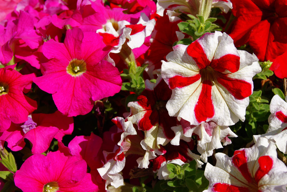 Flores de petunia grandiflora