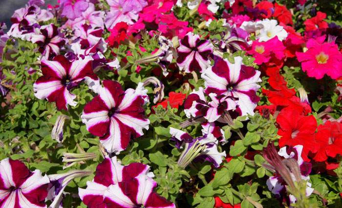 Flores de Petunia