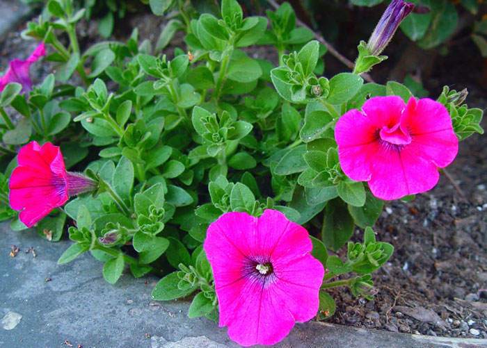 Flores de Petunia hybrida