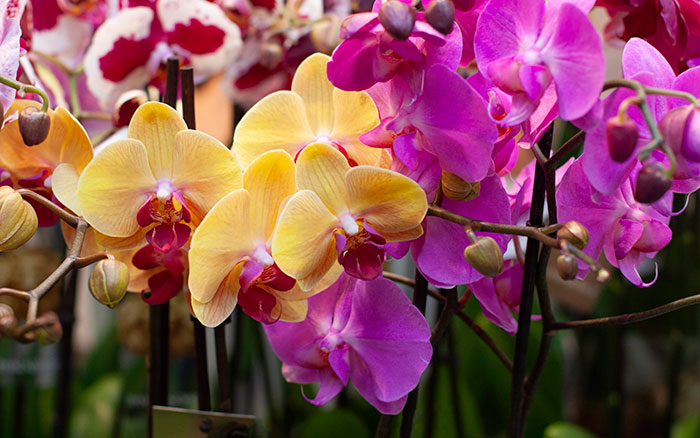 Flores de Phalaenopsis de varios colores