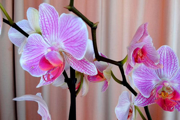 Flores de Phalaenopsis rosa