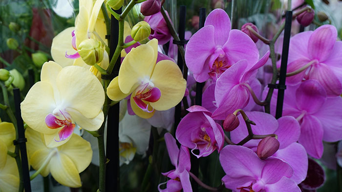 Flores de Phalaenopsis