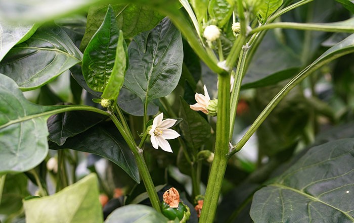 Flores de pimiento