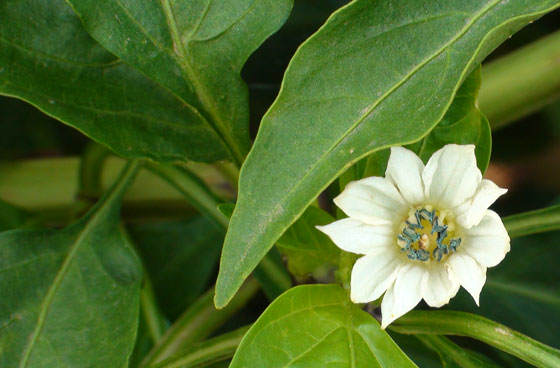 Flores de pimiento