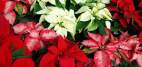 flores de poinsettia