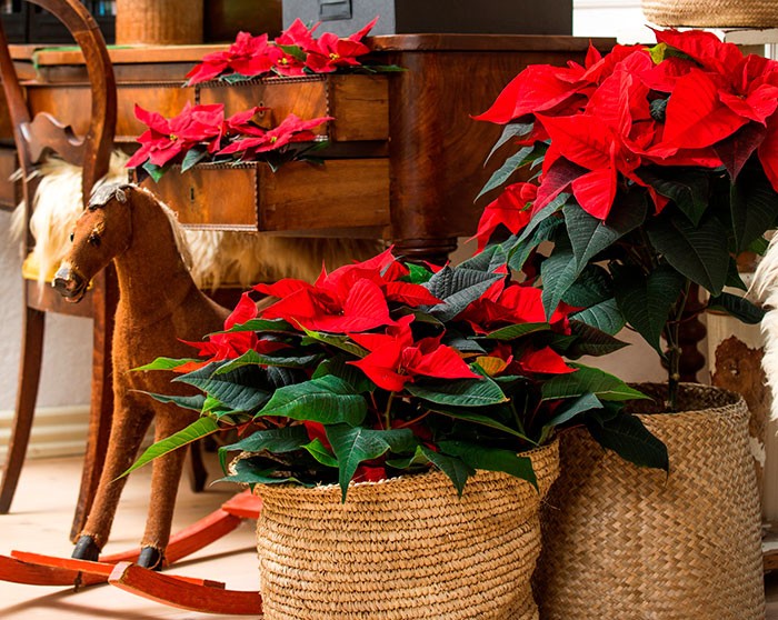 Flores de poinsettia