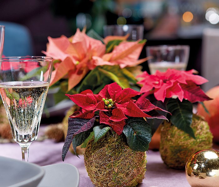 Flores de poinsettia