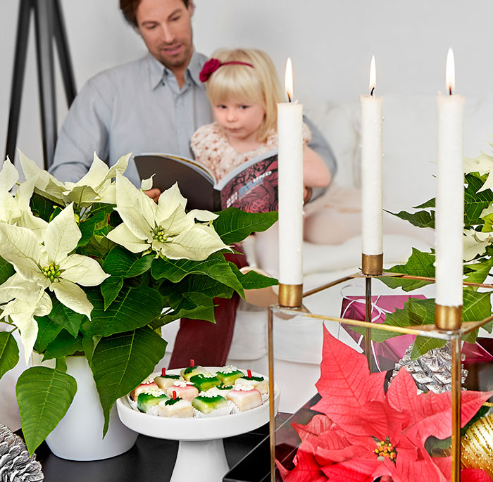 Flores con poinsettias blancas