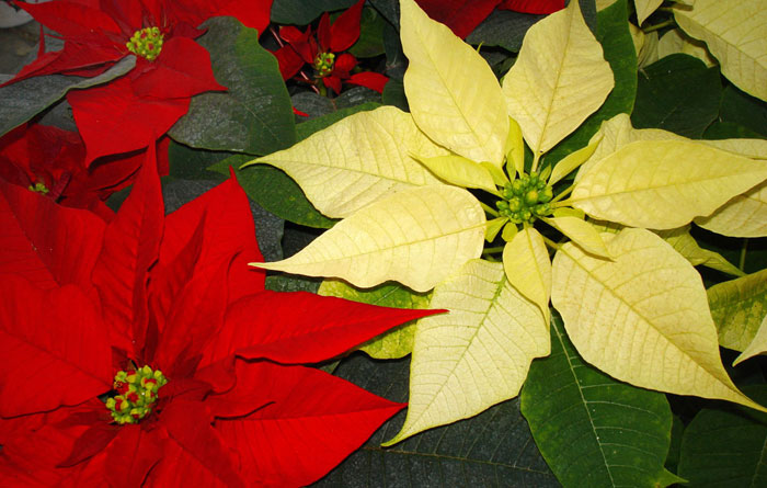 Flores de Poinsettias