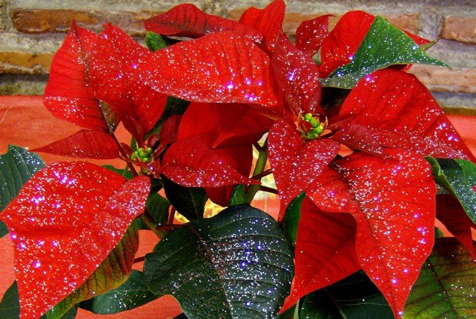 Flores de Poinsettia roja Flores de Poinsettia roja
