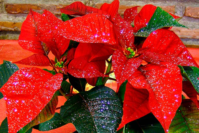 Flores de Poinsettia roja