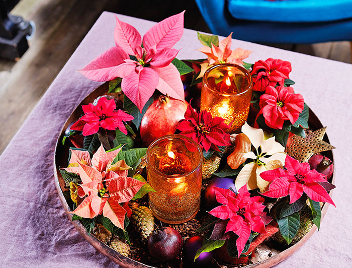 Flores con poinsettias unifloras