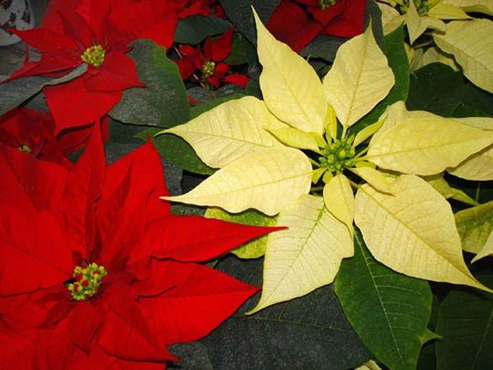 Flores de Poinsettia