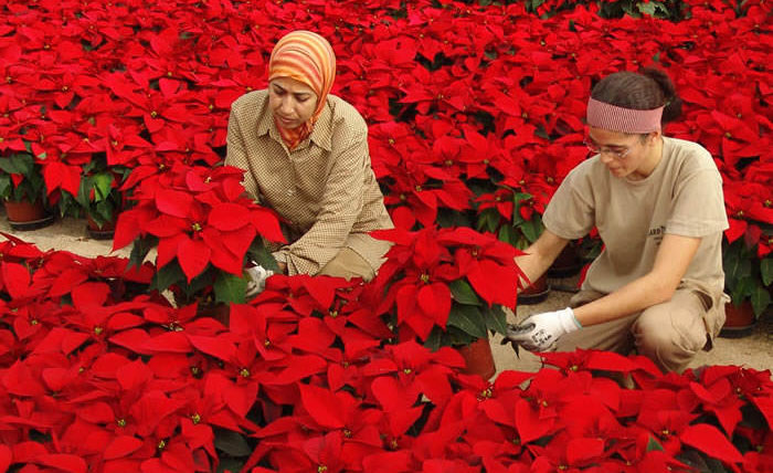 Flores de Poinsettias