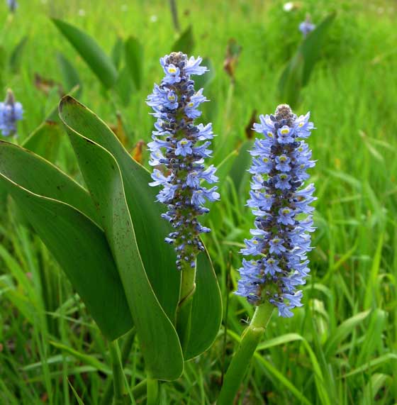 Flores de Pontederia cordata