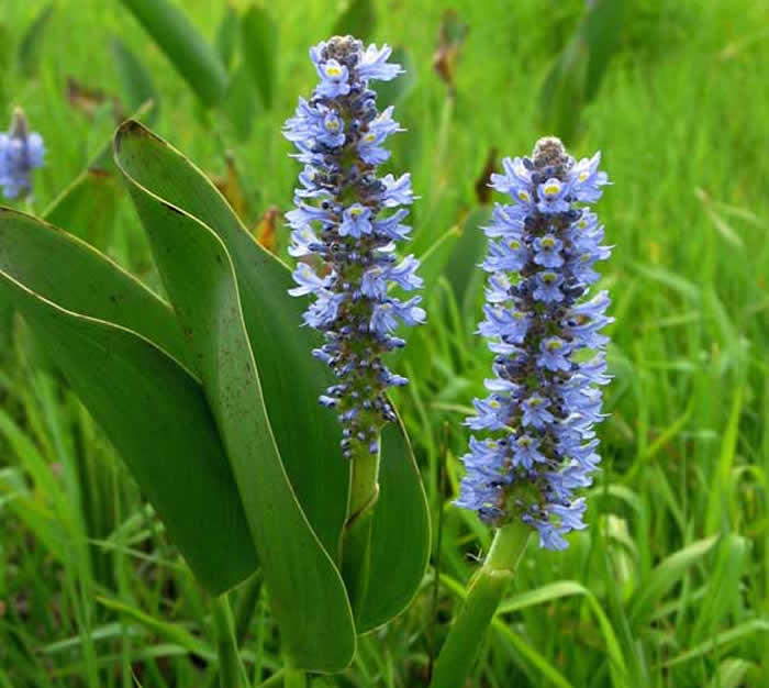 Flores de pontederia cordata