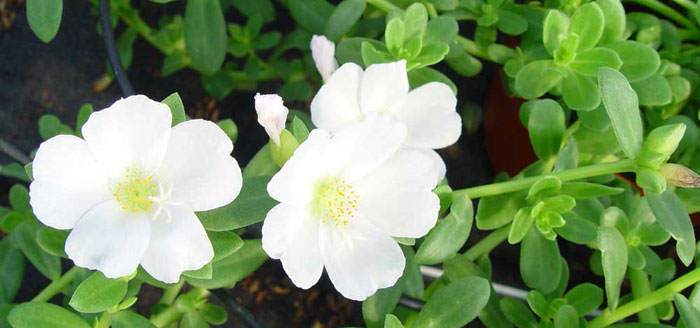 Flores de Portulaca grandiflora