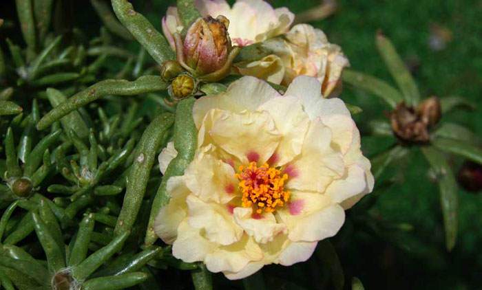 Flores de Portulaca grandiflora