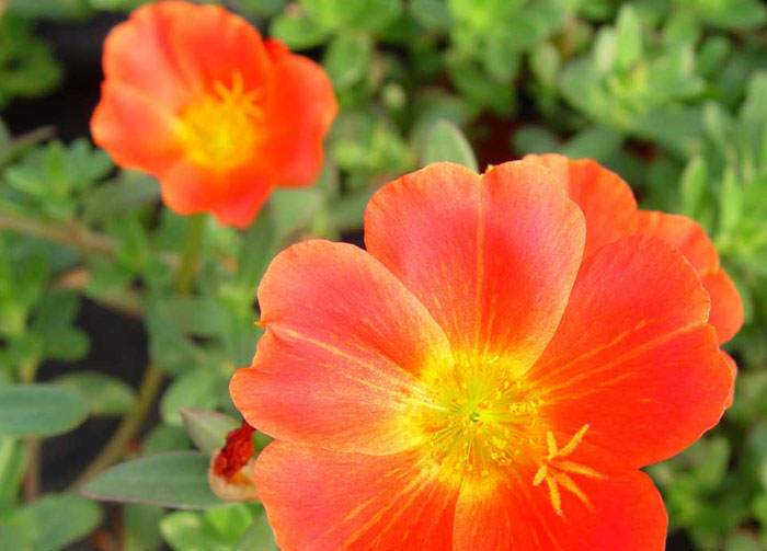 Flores de Portulaca grandiflora