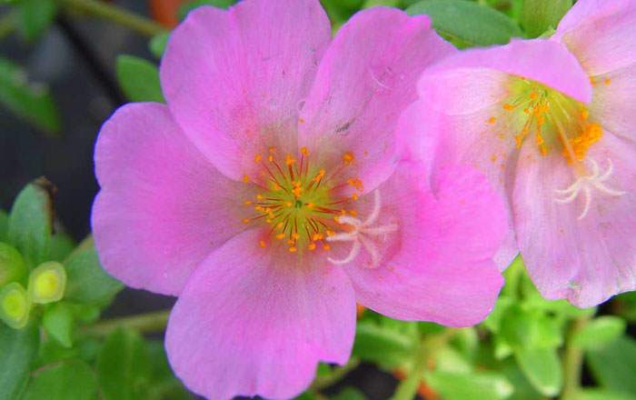 Portulaca grandiflora