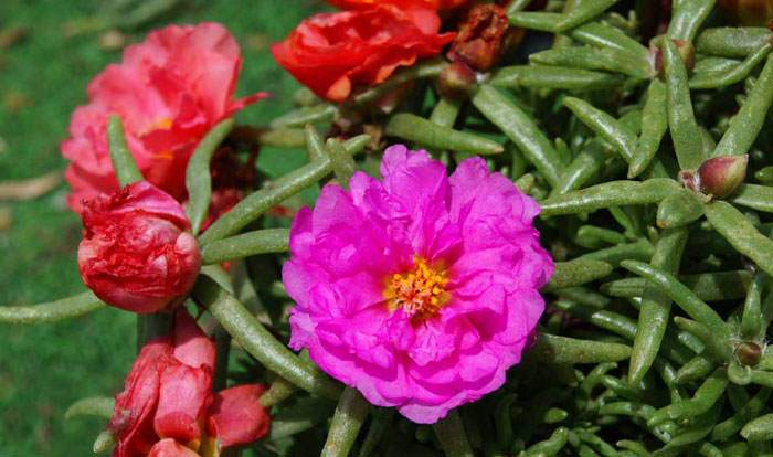 Flores de Portulaca grandiflora