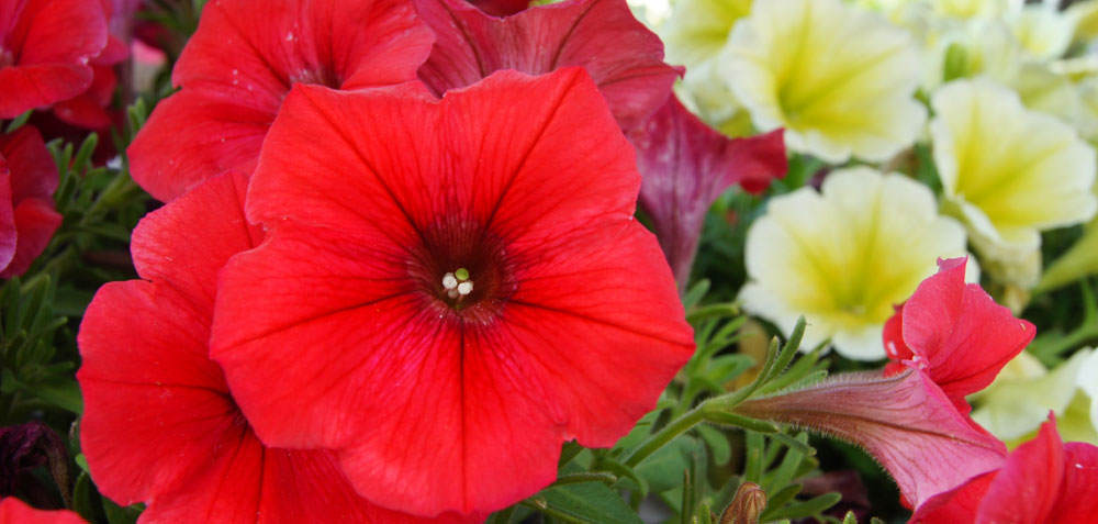 Flores de Petunias Potinias