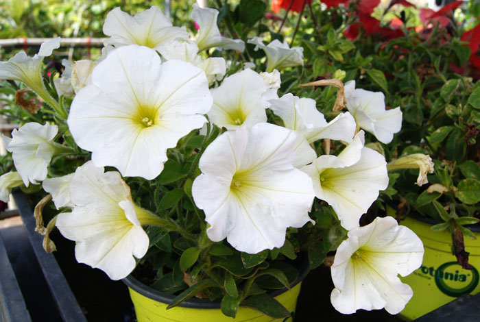 Flores de Potunias blancas