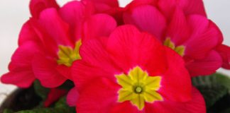 Flores de Primula acaulis