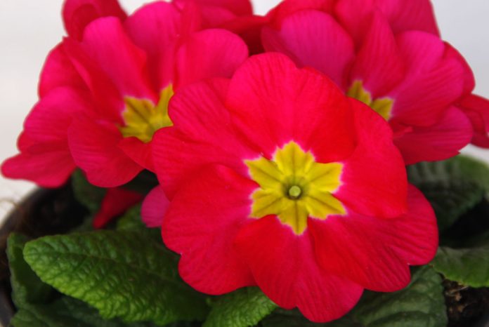 Flores de Primula acaulis