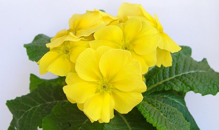 Flores de Primula acaulis