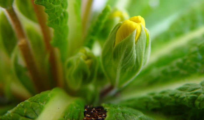 Flores de Primula acaulis