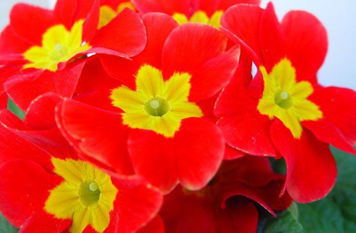 Flores de Primula acaulis