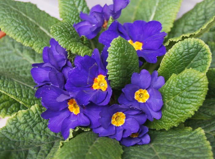 Flores de Primula acaulis