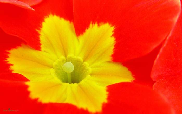 Flores de Primula acaulis