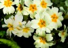 Flores de primulas blancas