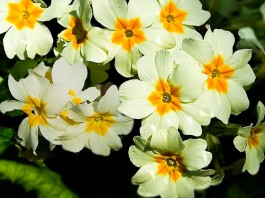 Flores de primulas blancas