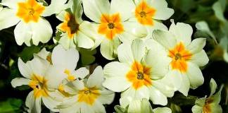 Flores de primulas blancas