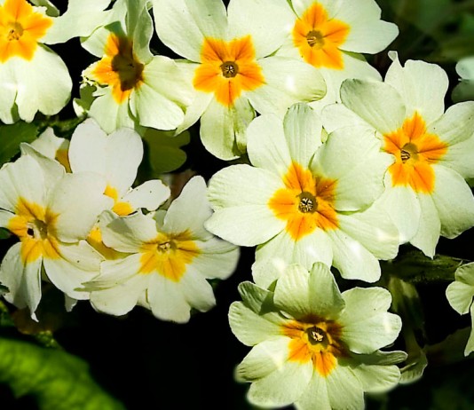 Flores de primulas blancas