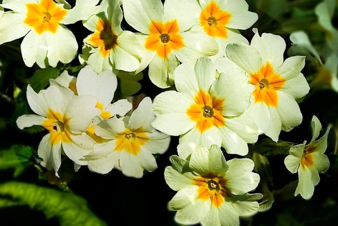 Flores de primulas blancas